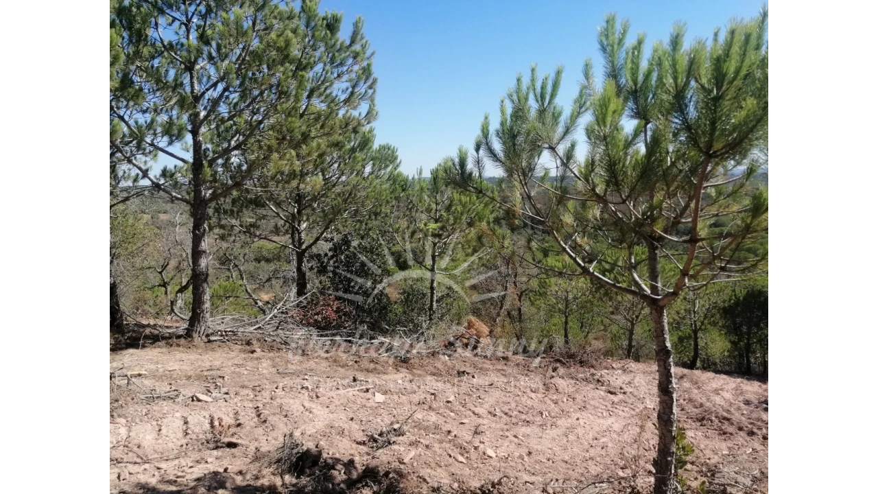 Terreno Agricola ou Rústico para Venda em Melides Foto 6