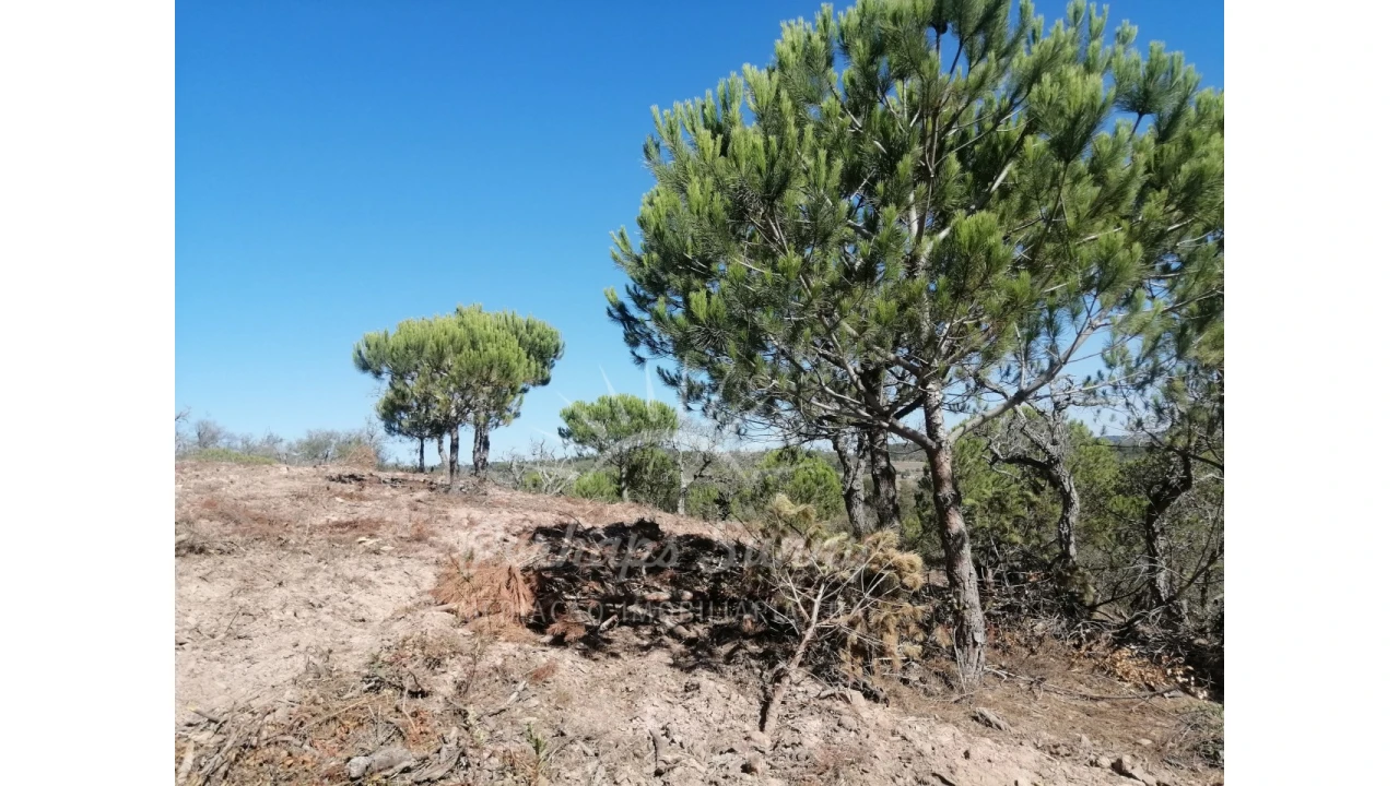 Terreno Agricola ou Rústico para Venda em Melides Foto 5