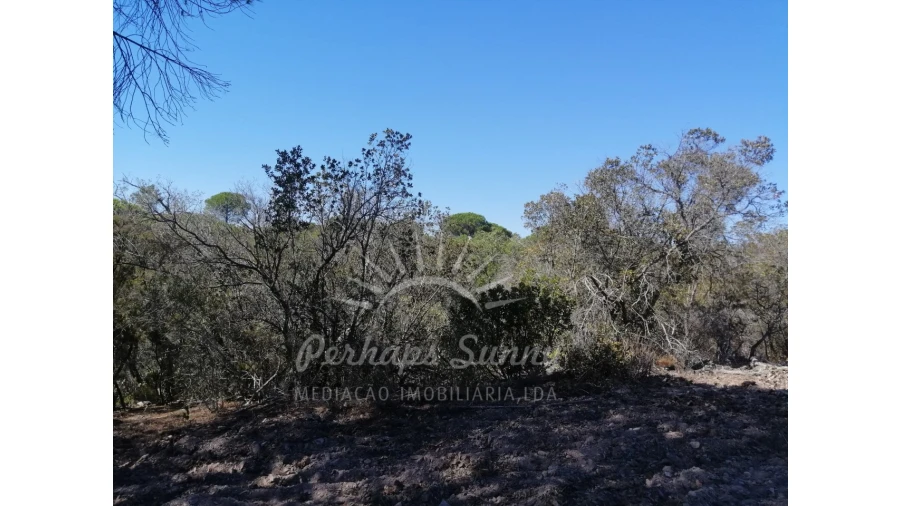 Terreno Agricola ou Rústico para Venda em Melides Foto 13