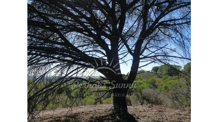Terreno Agricola ou Rústico para Venda em Melides Foto 7