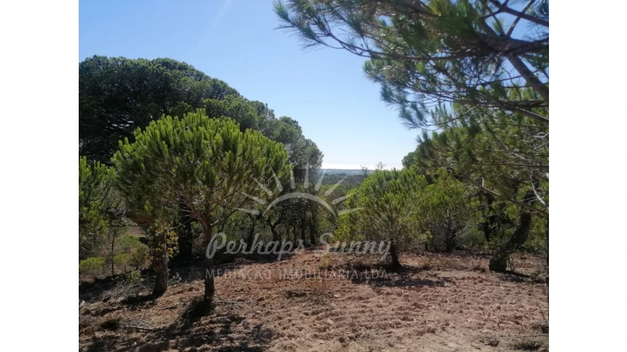 Terreno Agricola ou Rústico para Venda em Melides Foto 12