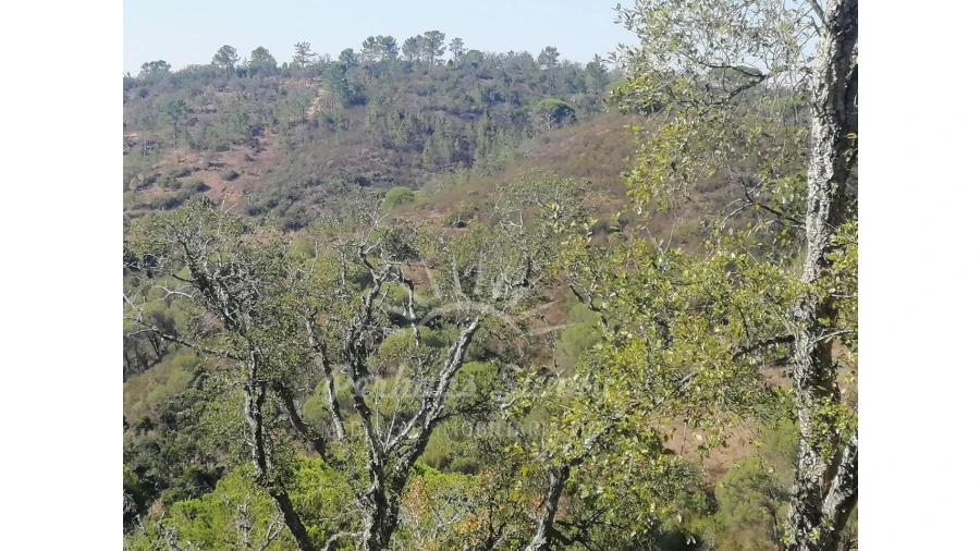 Terreno Agricola ou Rústico para Venda em Melides Foto 17