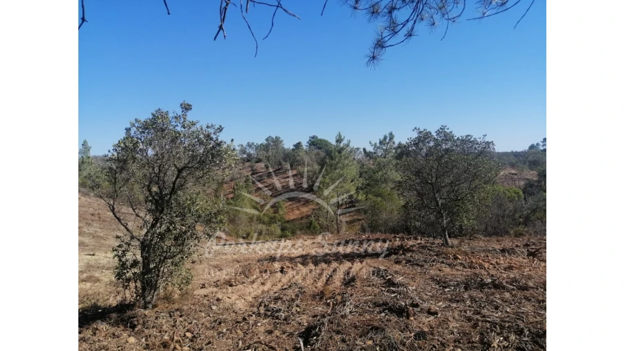 Terreno Agricola ou Rústico para Venda em Melides Foto 19