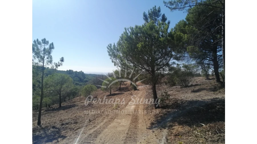 Terreno Agricola ou Rústico para Venda em Melides Foto 22