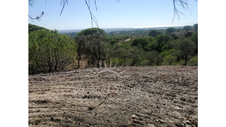 Terreno Agricola ou Rústico para Venda em Melides Foto 25