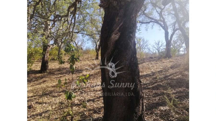 Terreno Agricola ou Rústico para Venda em Melides Foto 4
