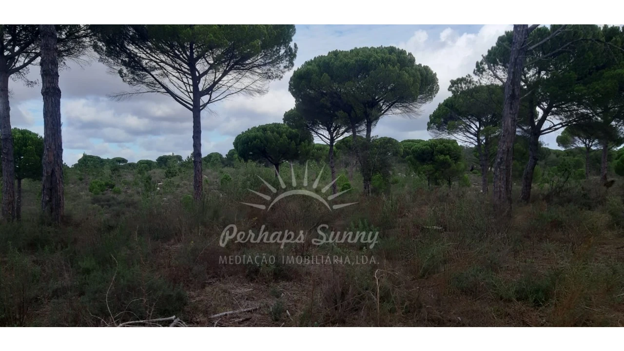 Terreno Agricola ou Rústico para Venda em Grândola e Santa Margarida da Serra Foto 2