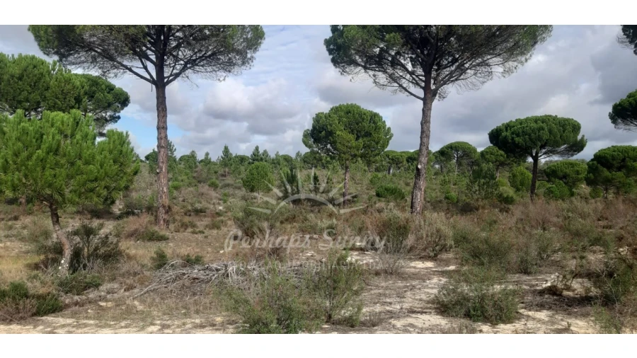 Terreno Agricola ou Rústico para Venda em Grândola e Santa Margarida da Serra Foto 1