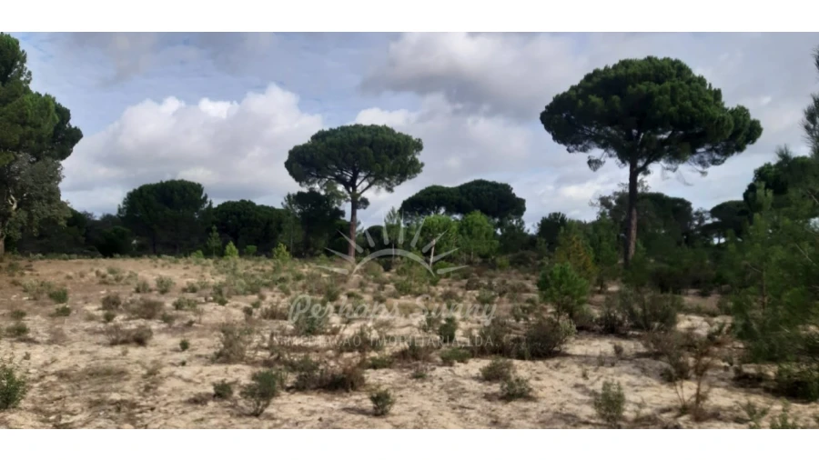 Terreno Agricola ou Rústico para Venda em Grândola e Santa Margarida da Serra Foto 5