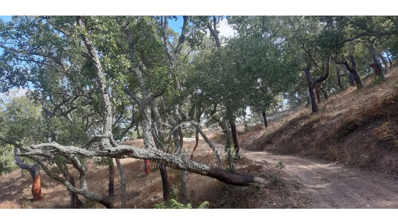 Terreno Agricola ou Rústico para Venda em São Francisco da Serra Foto 11