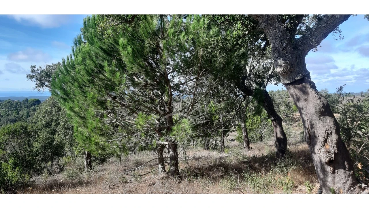 Terreno Agricola ou Rústico para Venda em São Francisco da Serra Foto 15