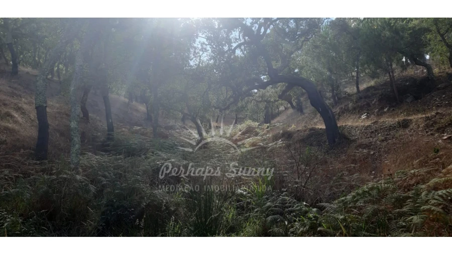 Terreno Agricola ou Rústico para Venda em São Francisco da Serra Foto 6