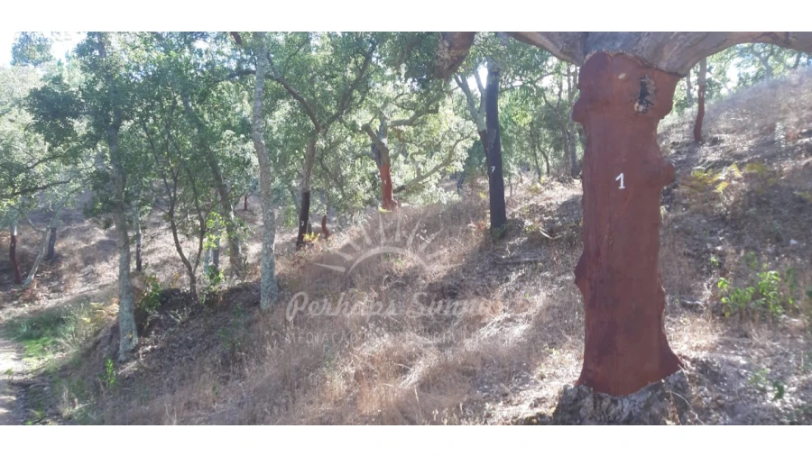 Terreno Agricola ou Rústico para Venda em São Francisco da Serra Foto 7