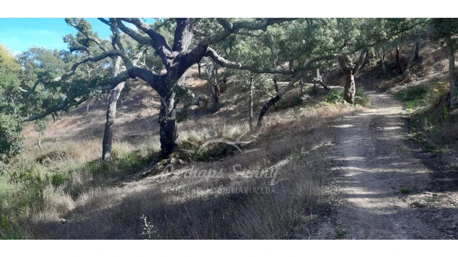 Terreno Agricola ou Rústico para Venda em São Francisco da Serra Foto 8