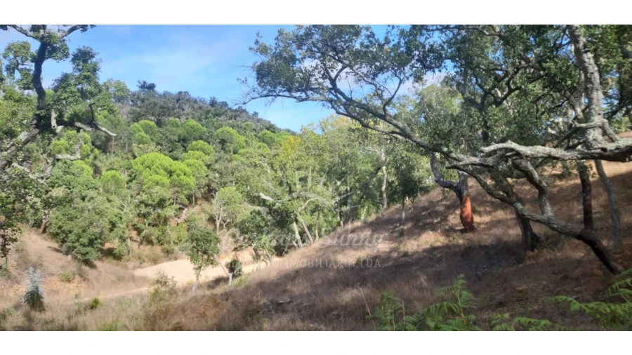 Terreno Agricola ou Rústico para Venda em São Francisco da Serra Foto 9