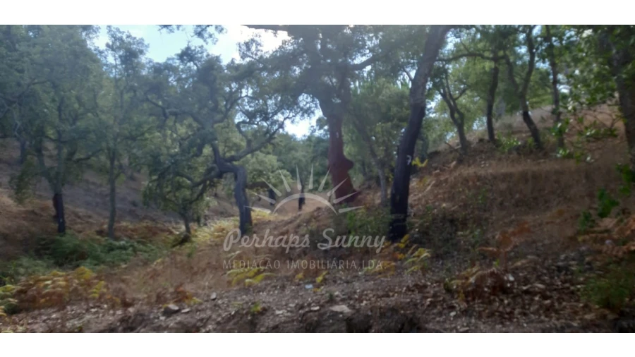 Terreno Agricola ou Rústico para Venda em São Francisco da Serra Foto 10