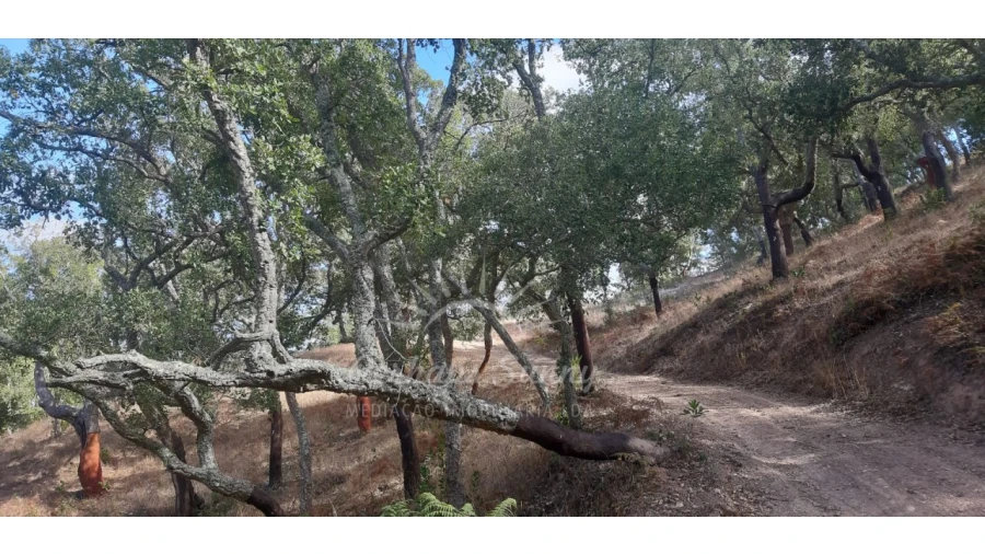 Terreno Agricola ou Rústico para Venda em São Francisco da Serra Foto 11