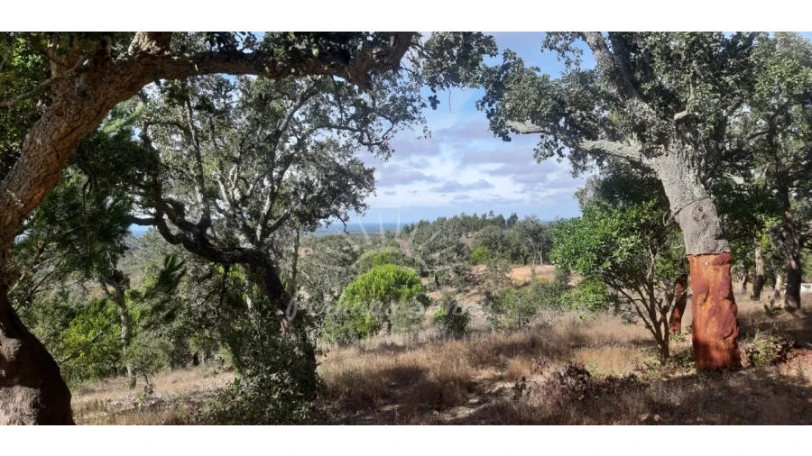 Terreno Agricola ou Rústico para Venda em São Francisco da Serra Foto 12