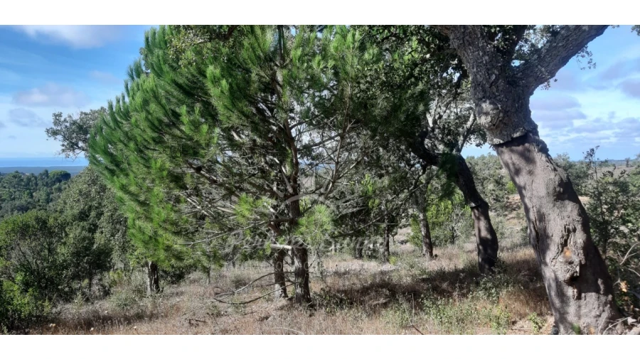 Terreno Agricola ou Rústico para Venda em São Francisco da Serra Foto 15