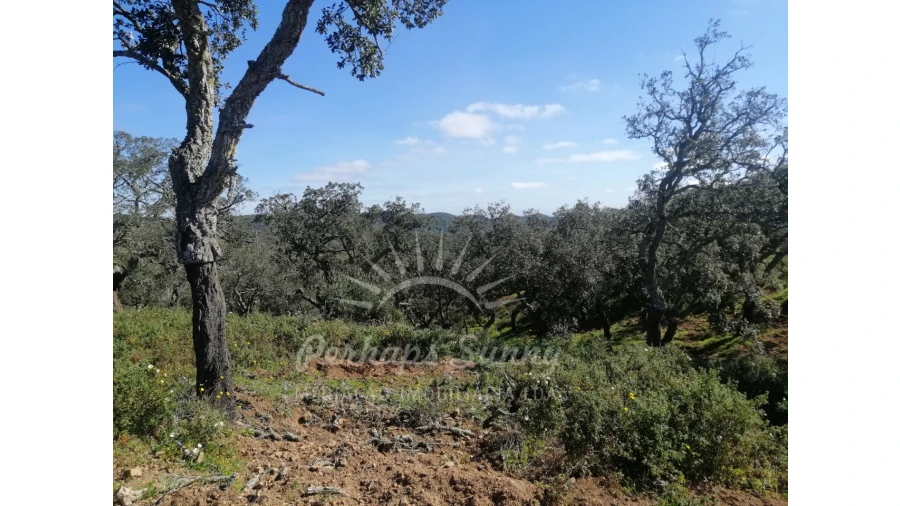 Terreno Misto para Venda em Grândola e Santa Margarida da Serra Foto 5
