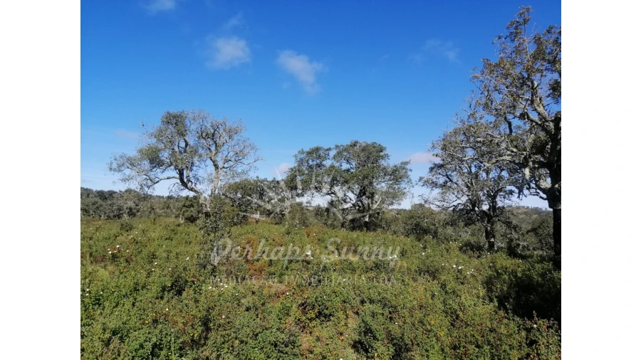 Terreno Misto para Venda em Grândola e Santa Margarida da Serra Foto 8