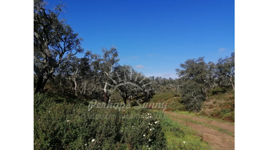 Terreno Misto para Venda em Grândola e Santa Margarida da Serra Foto 7