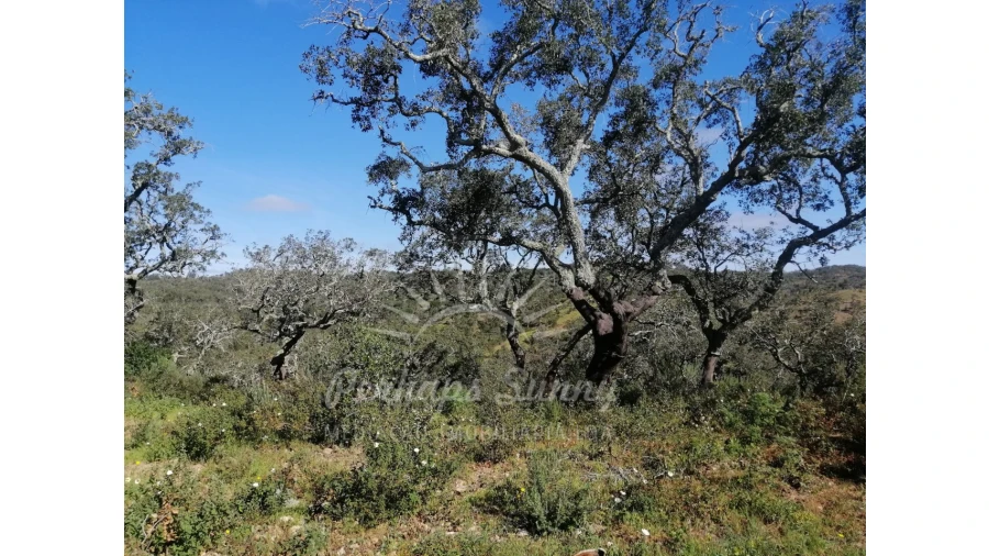 Terreno Misto para Venda em Grândola e Santa Margarida da Serra Foto 11