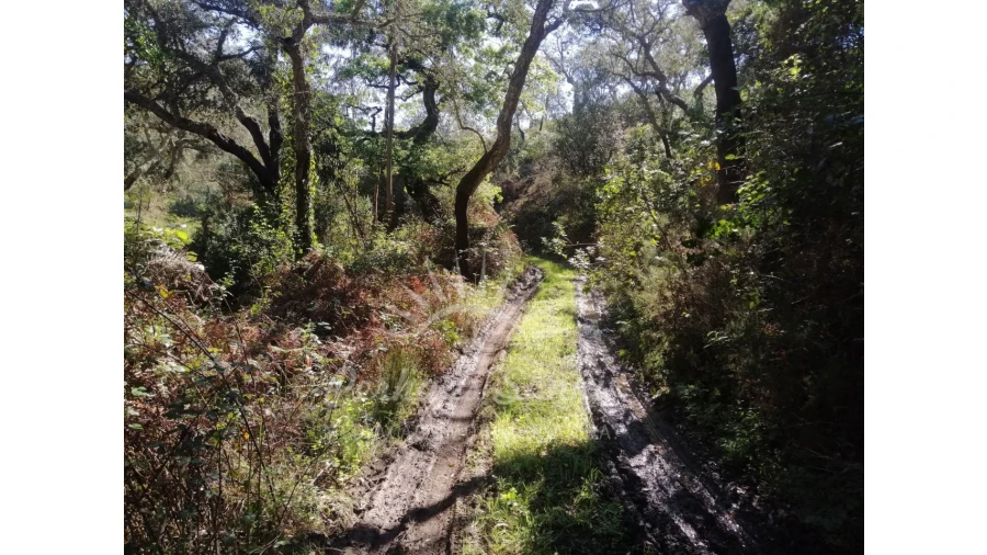 Terreno Misto para Venda em Grândola e Santa Margarida da Serra Foto 19