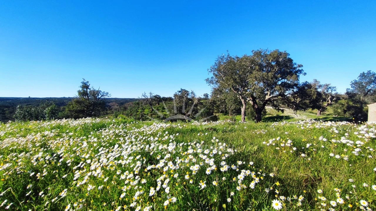 Terreno Misto para Venda em Santiago do Cacém, Santa Cruz e São Bartolomeu da Serra Foto 7