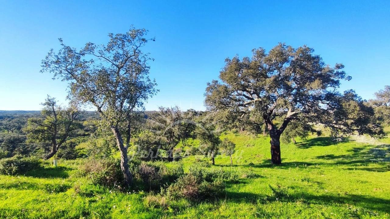 Terreno Misto para Venda em Santiago do Cacém, Santa Cruz e São Bartolomeu da Serra Foto 9