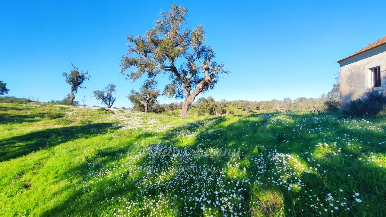 Terreno Misto para Venda em Santiago do Cacém, Santa Cruz e São Bartolomeu da Serra Foto 12
