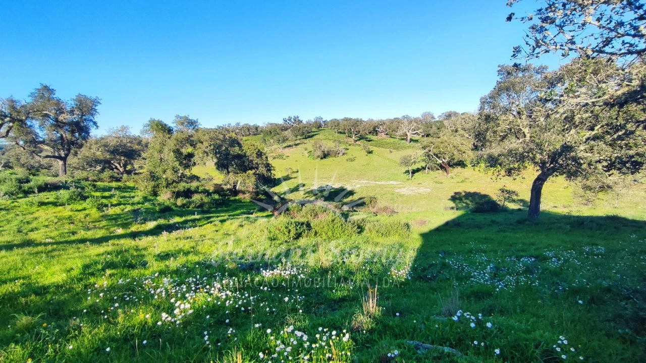 Terreno Misto para Venda em Santiago do Cacém, Santa Cruz e São Bartolomeu da Serra Foto 19