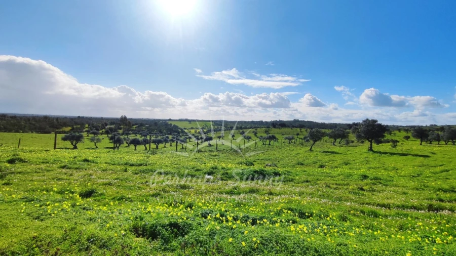 Terreno Misto para Venda em Santiago do Cacém, Santa Cruz e São Bartolomeu da Serra Foto 3