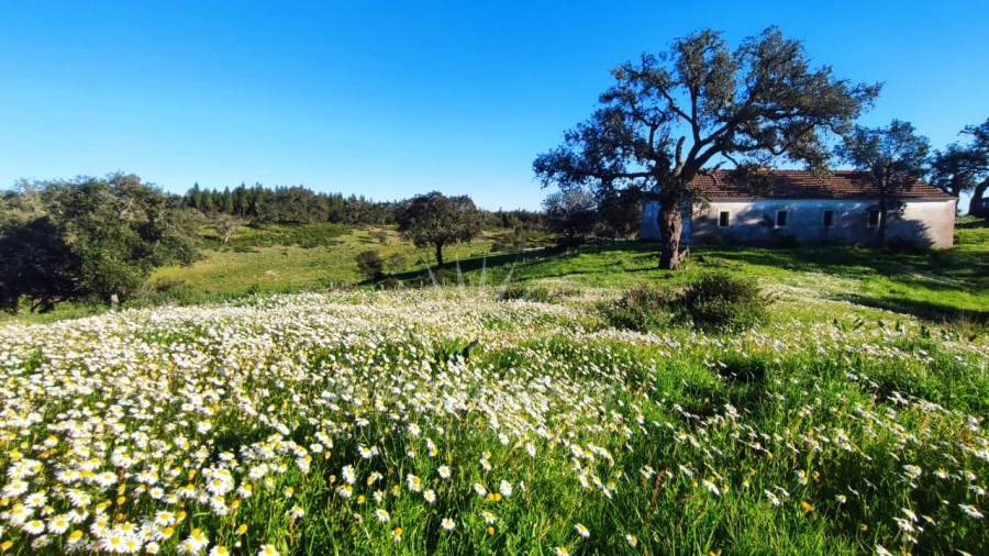 Terreno Misto para Venda em Santiago do Cacém, Santa Cruz e São Bartolomeu da Serra Foto 16