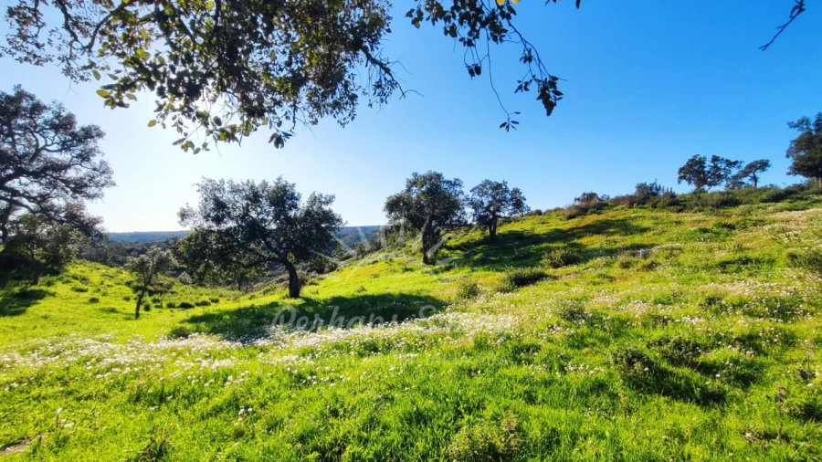 Terreno Misto para Venda em Santiago do Cacém, Santa Cruz e São Bartolomeu da Serra Foto 17