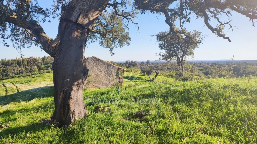 Terreno Misto para Venda em Santiago do Cacém, Santa Cruz e São Bartolomeu da Serra Foto 23