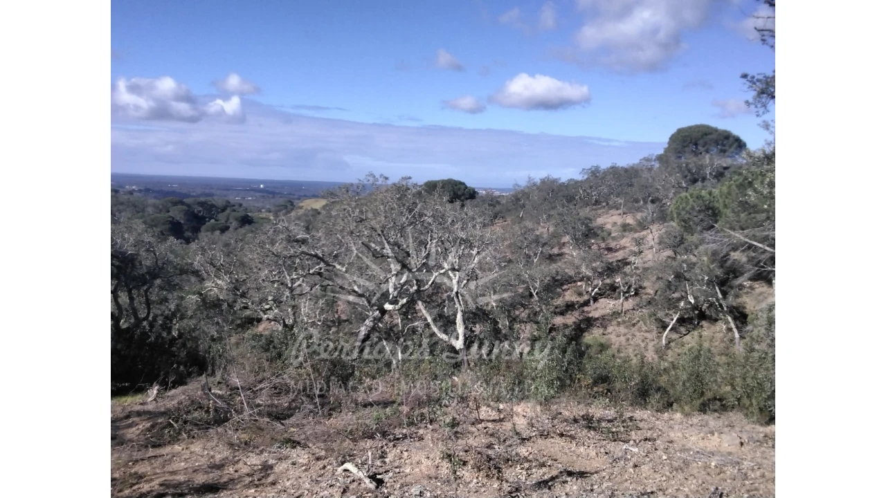 Terreno Agricola ou Rústico para Venda em Santiago do Cacém, Santa Cruz e São Bartolomeu da Serra Foto 12