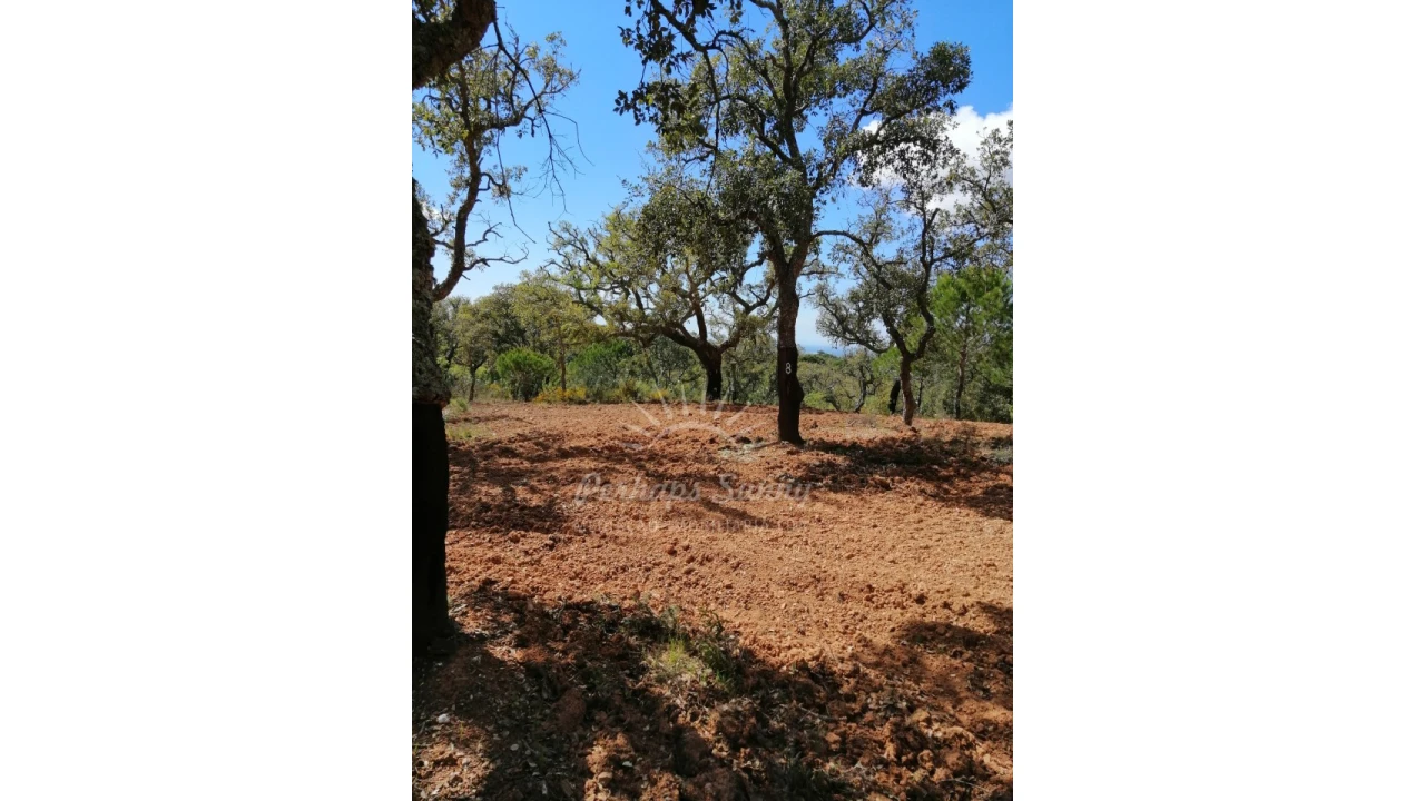 Terreno Agricola ou Rústico para Venda em Santiago do Cacém, Santa Cruz e São Bartolomeu da Serra Foto 26