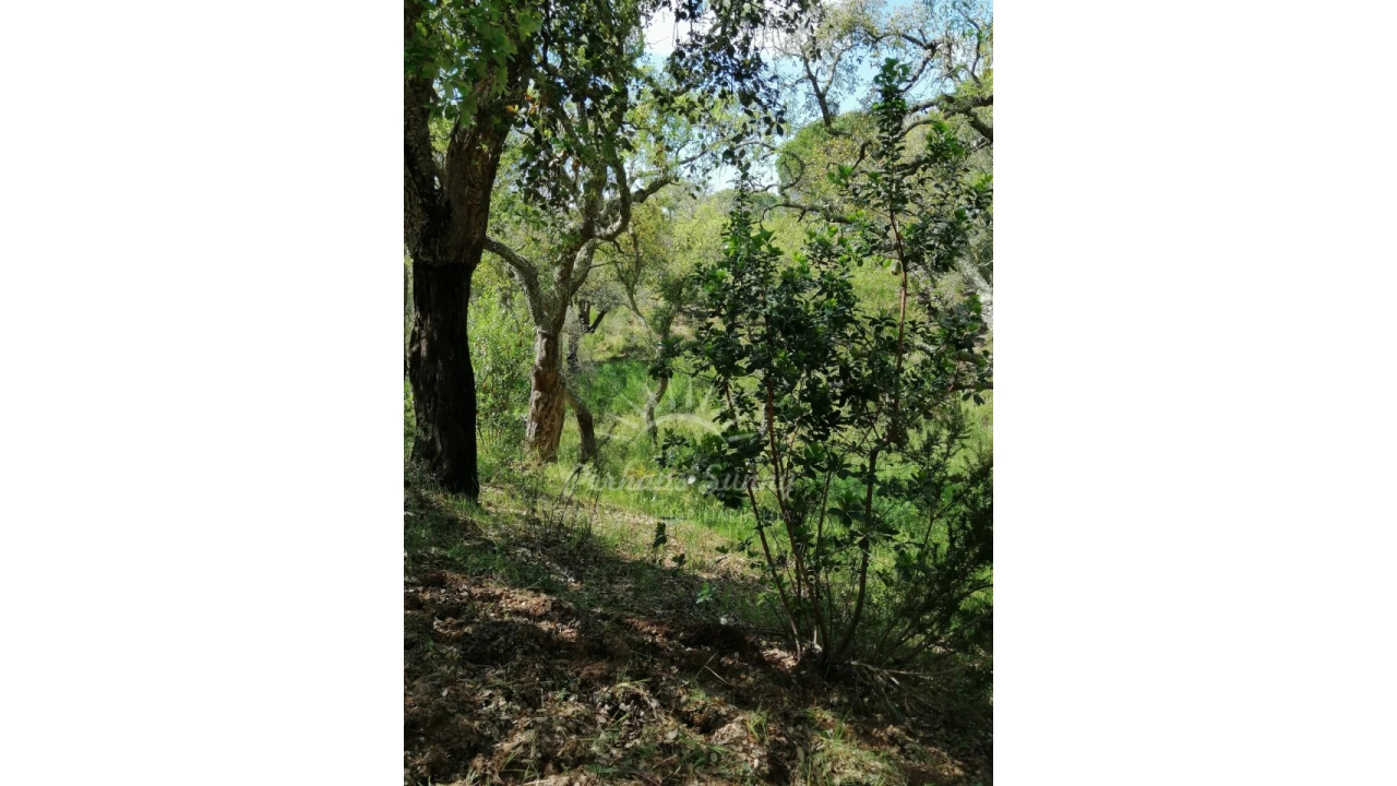 Terreno Agricola ou Rústico para Venda em Santiago do Cacém, Santa Cruz e São Bartolomeu da Serra Foto 33