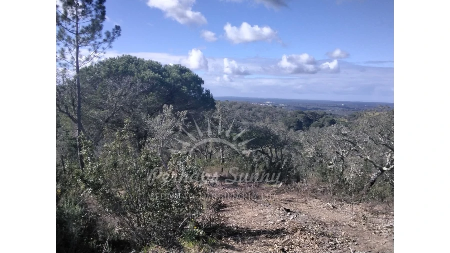 Terreno Agricola ou Rústico para Venda em Santiago do Cacém, Santa Cruz e São Bartolomeu da Serra Foto 11