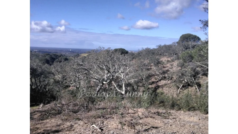 Terreno Agricola ou Rústico para Venda em Santiago do Cacém, Santa Cruz e São Bartolomeu da Serra Foto 12