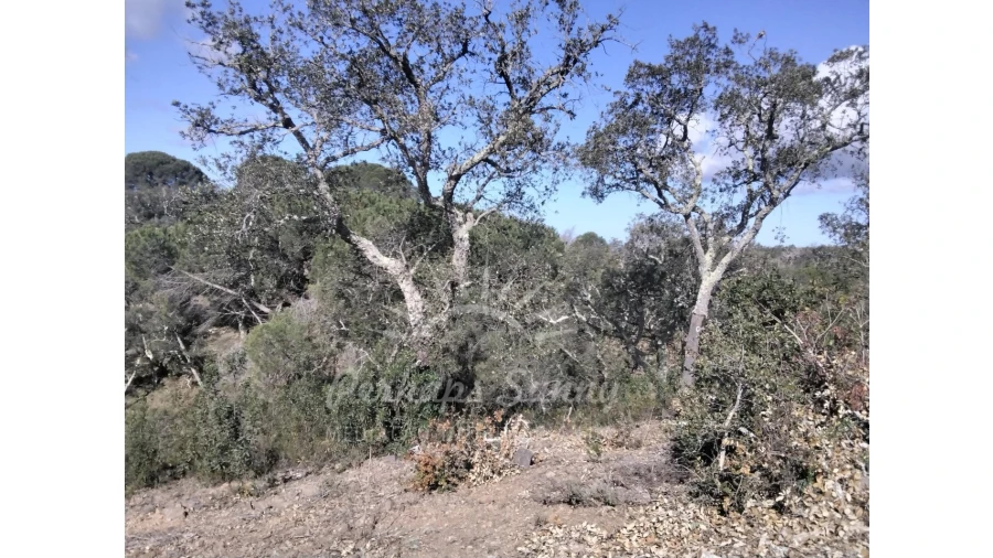 Terreno Agricola ou Rústico para Venda em Santiago do Cacém, Santa Cruz e São Bartolomeu da Serra Foto 13