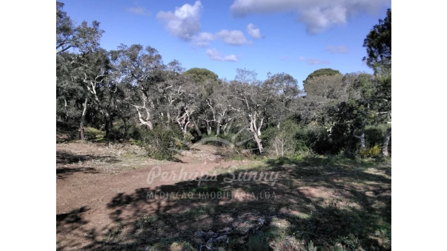 Terreno Agricola ou Rústico para Venda em Santiago do Cacém, Santa Cruz e São Bartolomeu da Serra Foto 15