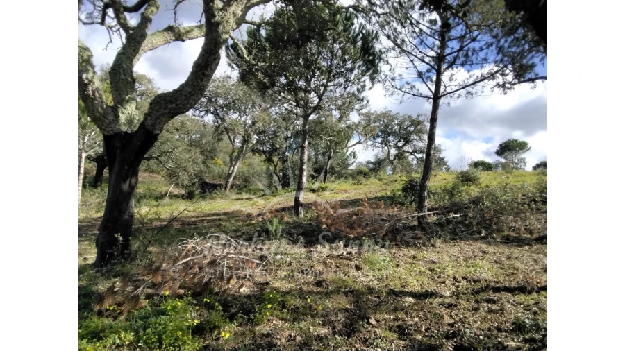 Terreno Agricola ou Rústico para Venda em Santiago do Cacém, Santa Cruz e São Bartolomeu da Serra Foto 3