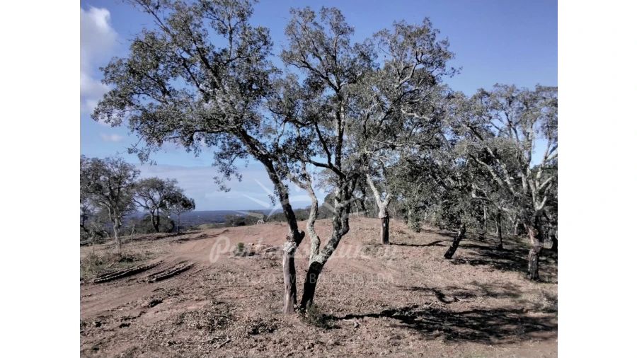 Terreno Agricola ou Rústico para Venda em Santiago do Cacém, Santa Cruz e São Bartolomeu da Serra Foto 16