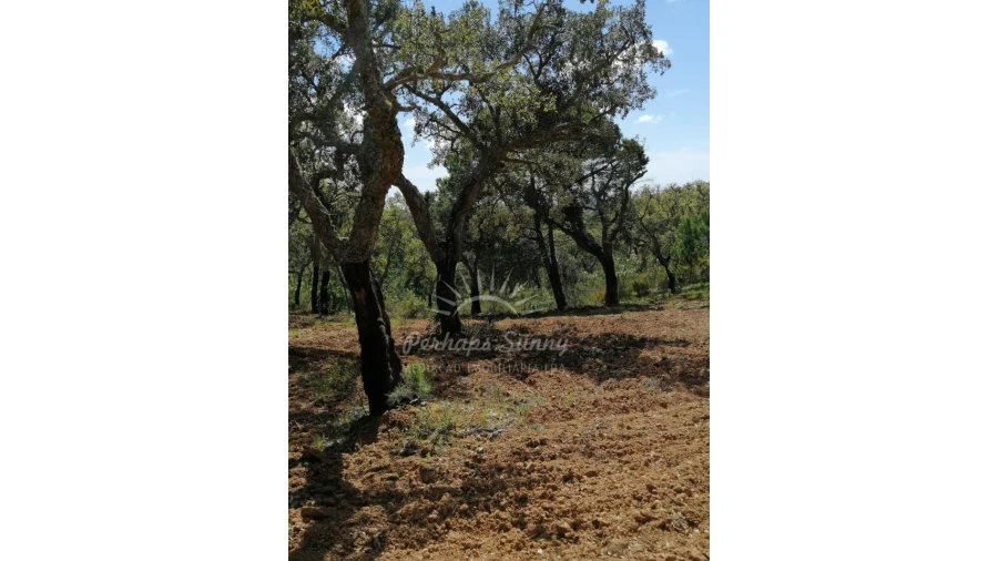 Terreno Agricola ou Rústico para Venda em Santiago do Cacém, Santa Cruz e São Bartolomeu da Serra Foto 29
