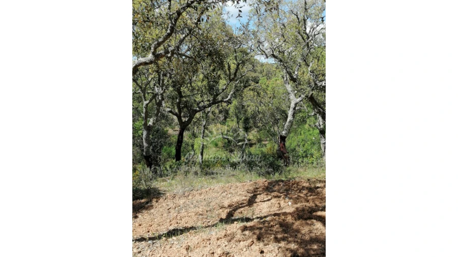 Terreno Agricola ou Rústico para Venda em Santiago do Cacém, Santa Cruz e São Bartolomeu da Serra Foto 31