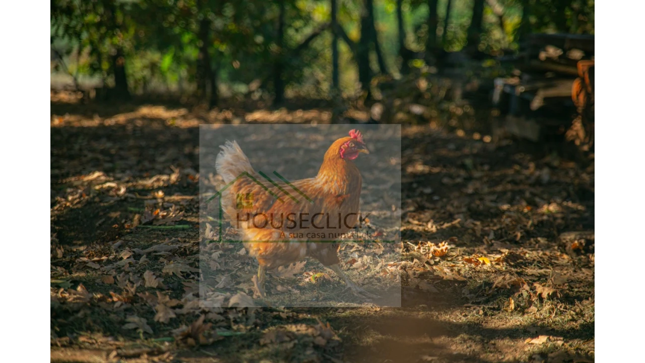 Quinta T5 para Venda em Sabugal e Aldeia de Santo António Foto 3