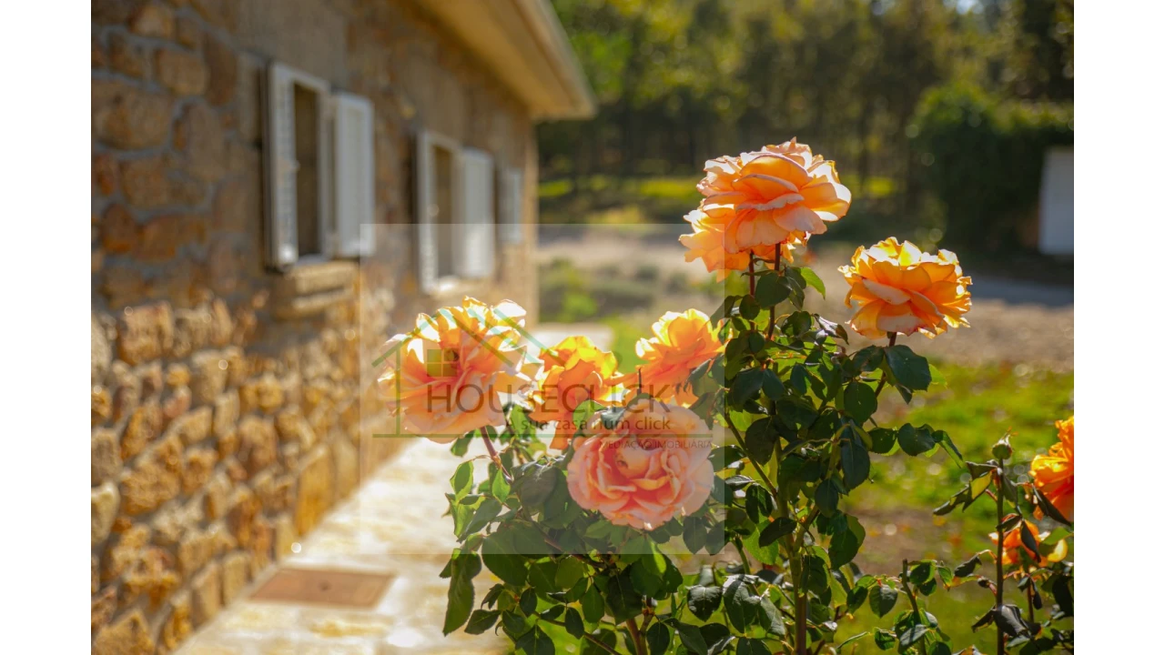 Quinta T5 para Venda em Sabugal e Aldeia de Santo António Foto 5