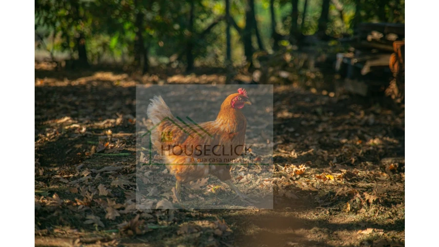 Quinta T5 para Venda em Sabugal e Aldeia de Santo António Foto 3